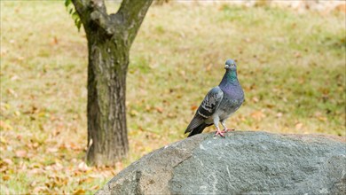 Closeup of a rock pigeon standing on a boulder with blurred background