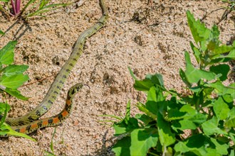 Green garter snake with red and black markings with head raised as it crawls on ground in garden