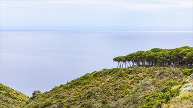 View of the Tyrrhenian Sea from the terrace of the Tenuta delle Ripalte winery, Elba, Tuscan