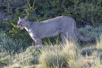 Cougar (Cougar concolor), silver lion, mountain lion, cougar, panther, small cat, Torres del Paine