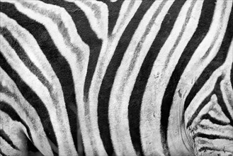 Plains zebra (Equus quagga), wild, free living, safari, ungulate, detail, stripes, pattern,