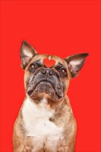 French Bulldog dog with Valentine's Day heart on forehead on red background