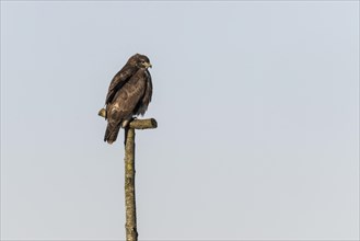 Steppe buzzard (Buteo buteo), Emsland, Lower Saxony, Germany, Europe