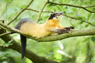 Yellow-throated marten (Martes flavigula) on a branch, Germany, Europe