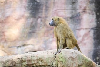 Guinea baboon (Papio papio) sitting on a rock, Bavaria, Germany Europe