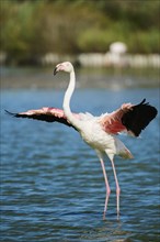 Greater Flamingo (Phoenicopterus roseus) standing in the water shaking its wings, Parc Naturel