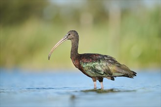 Glossy ibis (Plegadis falcinellus) walking in the water, hunting, Parc Naturel Regional de