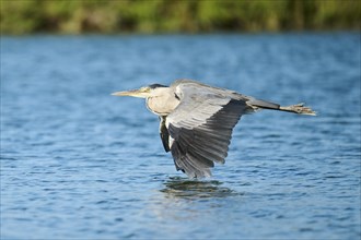 Grey heron (Ardea cinerea) flying above the water, Camargue, France, Europe