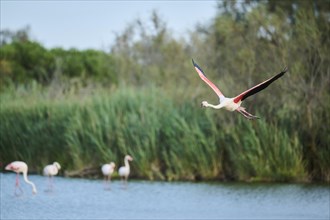 Greater Flamingo (Phoenicopterus roseus) flying above the sky, Parc Naturel Regional de Camargue,