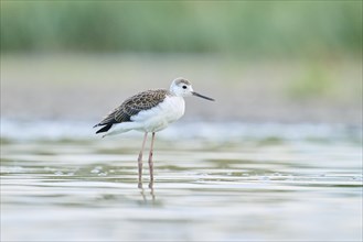 Black-winged stilt (Himantopus himantopus) youngster standing in the water, Camargue, France,