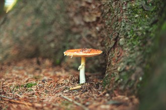 A fly agaric growing at the foot of a tree, surrounded by forest soil, Wuppertal Vohwinkel, North