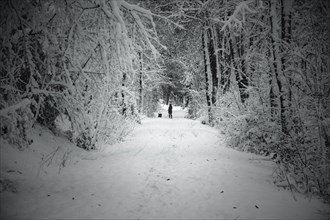 Two people walking in the distance on a snow-covered path in the forest, Wuppertal Vohwinkel, North