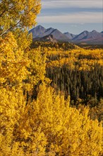 Autumn coloured birch and aspen trees in front of mountains in midday sun, Denali Parkroad, Denali