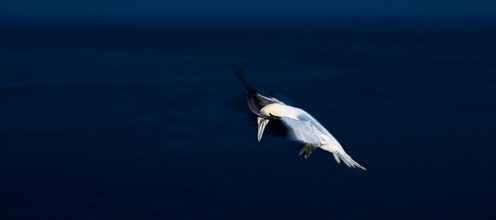 A gannet (Morus bassanus) (synonym: Sula bassana) in flight over the dark sea, late evening, wiping
