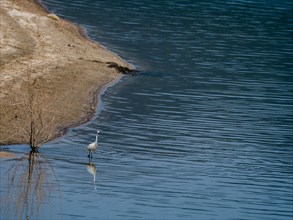 Snowy Egret standing in water near the shore of a lake