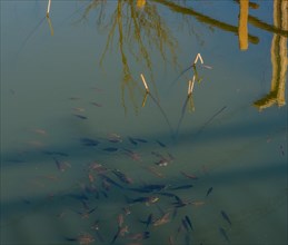 Closeup of a school of small fish swimming at the surface of a pond near short white reeds with