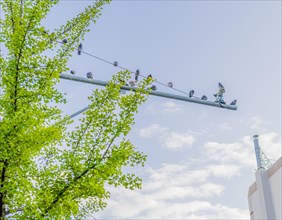 Flock of pigeons sitting on metal traffic pole against a blue sky