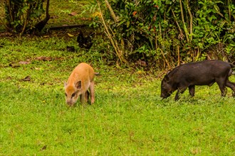 One brown and one black domestic pig eating grass in a green meadow with trees in the background