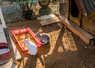 Two rabbits standing together beside a pink container of food on sunny afternoon
