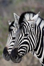 Plains zebra (Equus quagga), wild, free living, safari, ungulate, head, head portrait, animal, in