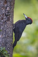Black woodpecker (Dryocopus martius), male, upright on a tree, Castile-Leon province, Spain, Europe
