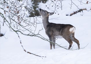 European roe deer (Capreolus capreolus), doe standing in the snow and eating buds, from a tree,