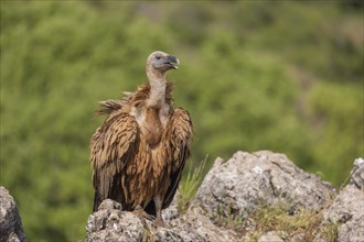 Griffon vulture (Gyps fulvus), on rock, Castile-Leon province, Picos de Europa, Spain, Europe