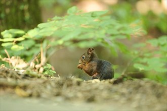 Eurasian red squirrel (Sciurus vulgaris) in a forest, Germany, Europe