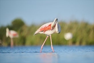 Greater Flamingo (Phoenicopterus roseus) walking in the water, Parc Naturel Regional de Camargue,