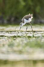 Black-winged stilt (Himantopus himantopus) youngster walking in the water, Camargue, France, Europe