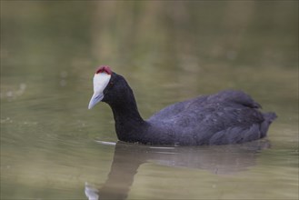 Red-knobbed coot (Fulica cristata), wetland near Alicante, Andalusia, Spain, Europe