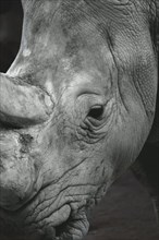 Black and white close-up of a rhinoceros, focussed on the eye and skin folds, Allwetterzoo
