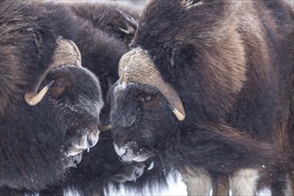 Two musk oxen (Ovibos moschatus) facing each other in a snowstorm, portrait, North Slope, Alaska