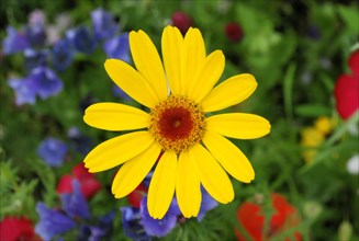 Golden marguerite (Anthemis tinctoria), medicinal plant, in a colourful flower meadow,