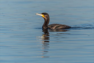 Great cormorant (Phalacrocorax carbo) swimming in the water in search of food. Bas-Rhin, Alsace,