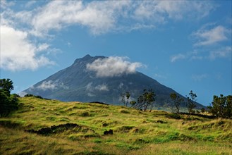 View of the volcanic mountain Pico over a green, shining grass landscape, Madalena, Pico, Azores,
