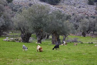 Grazing goats (caprae) under olive trees in a green meadow, Aradena Gorge, Aradena, Sfakia, Crete,