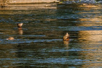 Four spot-billed ducks together in a flowing river near a bridge pylon in the background