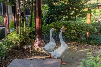 Two geese walking on trail in woodland mountain park