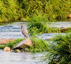Little blue heron standing on rock in river surrounded by green foliage