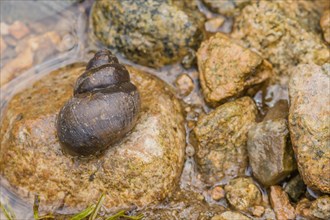 Closeup of large snail inside its shell on top of brown rock at edge of river