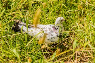 White rock pigeon hunting for food in tall grass on sunny afternoon