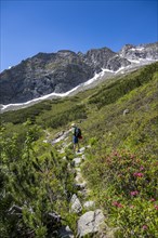 Mountaineer on hiking trail with alpine roses, Berliner Hoehenweg, Zillertal Alps, Tyrol, Austria,