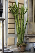 Cactus spurge (Eophorbia ingens) in front of the entrance of a villa, Genoa, Italy, Europe