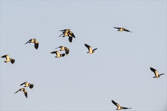Northern lapwings (Vanellus vanellus), flying, Emsland, Lower Saxony, Germany, Europe