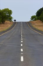 African elephant (Loxodonta africana), road, crossing, travel, adventure, individual tourism,