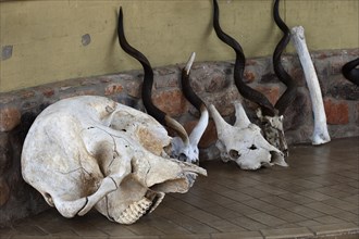 Elephant skull and antelope skull, skull, skull head, trophy, hunting, hunting trophy, skeleton,