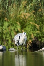 Grey heron (Ardea cinerea) standing at the edge of the water, hunting, Parc Naturel Regional de