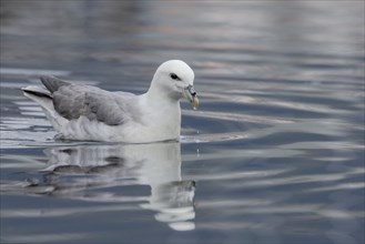 Northern fulmar (Fulmarus glacialis), swimming in the harbour basin, Iceland, Europe