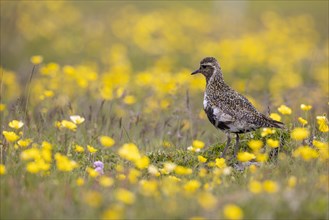 European golden plover (Pluvialis apricaria) surrounded by dandelions, Grimsey Island, Iceland,